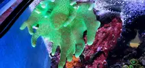 [TodoMarino.com] lobophyton verde (CERRADO)