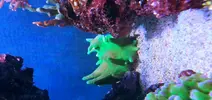[TodoMarino.com] lobophyton verde (CERRADO)