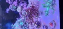 [TodoMarino.com] Fungia Fruity y Euphyllia black torch green tip