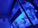 [TodoMarino.com] Pantalla coral led