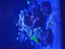 [TodoMarino.com] Pantalla coral led