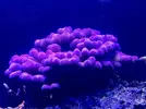 [TodoMarino.com] VENDO CORALES, no envío