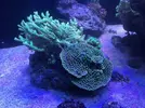 [TodoMarino.com] VENDO CORALES, no envío