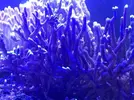 [TodoMarino.com] VENDO CORALES, no envío