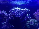 [TodoMarino.com] VENDO CORALES, no envío