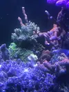 [TodoMarino.com] VENDO CORALES, no envío