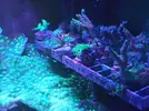 [TodoMarino.com] (TODO VENDIDO) Echinophylias - Montipora - Seriatopora - Anémonas y mas...