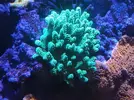 [TodoMarino.com] (TODO VENDIDO) Echinophylias - Montipora - Seriatopora - Anémonas y mas...