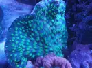 [TodoMarino.com] (TODO VENDIDO) Echinophylias - Montipora - Seriatopora - Anémonas y mas...