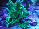 [TodoMarino.com] (TODO VENDIDO) Echinophylias - Montipora - Seriatopora - Anémonas y mas...
