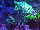 [TodoMarino.com] (TODO VENDIDO) Echinophylias - Montipora - Seriatopora - Anémonas y mas...