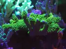 [TodoMarino.com] (TODO VENDIDO) Echinophylias - Montipora - Seriatopora - Anémonas y mas...