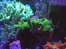 [TodoMarino.com] (TODO VENDIDO) Echinophylias - Montipora - Seriatopora - Anémonas y mas...