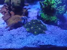 [TodoMarino.com] (TODO VENDIDO) Echinophylias - Montipora - Seriatopora - Anémonas y mas...