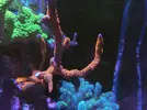 [TodoMarino.com] (TODO VENDIDO) Echinophylias - Montipora - Seriatopora - Anémonas y mas...