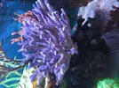 [TodoMarino.com] -VENDIDA- Vendo Stylophora Milka XXL por cambio de proyecto.
