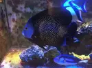 [TodoMarino.com] Pomacanthus Paru