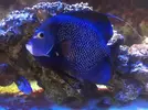 [TodoMarino.com] Pomacanthus Paru