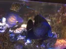 [TodoMarino.com] Pomacanthus Paru