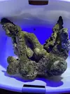 [TodoMarino.com] Pieza de roca xxxl todo en conjunto en una pieza