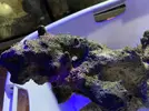 [TodoMarino.com] Pieza de roca xxxl todo en conjunto en una pieza