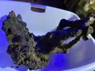 [TodoMarino.com] Pieza de roca xxxl todo en conjunto en una pieza