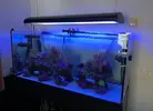 [TodoMarino.com] Venta equipo completo con roca y corales Barcelona