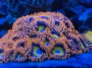 [TodoMarino.com] Pack zoanthus por desmonte