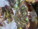 [TodoMarino.com] Pack zoanthus por desmonte