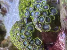 [TodoMarino.com] Pack zoanthus por desmonte