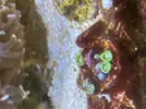 [TodoMarino.com] Pack zoanthus por desmonte