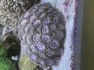 [TodoMarino.com] Pack zoanthus por desmonte