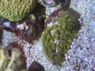 [TodoMarino.com] Pack zoanthus por desmonte