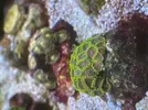 [TodoMarino.com] Pack zoanthus por desmonte