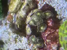 [TodoMarino.com] Pack zoanthus por desmonte