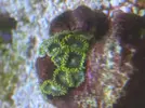 [TodoMarino.com] Pack zoanthus por desmonte
