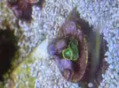 [TodoMarino.com] Pack zoanthus por desmonte