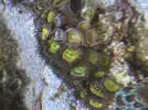 [TodoMarino.com] Pack zoanthus por desmonte