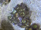 [TodoMarino.com] Pack zoanthus por desmonte