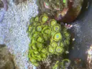 [TodoMarino.com] Pack zoanthus por desmonte
