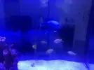 [TodoMarino.com] Venta peces por desmonte rebajo xanthurum 90 euros