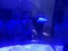 [TodoMarino.com] Venta peces por desmonte rebajo xanthurum 90 euros