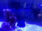 [TodoMarino.com] Venta peces por desmonte rebajo xanthurum 90 euros
