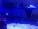 [TodoMarino.com] Venta peces por desmonte rebajo xanthurum 90 euros
