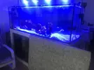 [TodoMarino.com] URGE VENTA Acuario completo (VENDIDO)