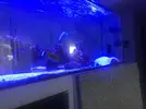 [TodoMarino.com] URGE VENTA Acuario completo (VENDIDO)
