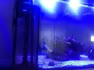 [TodoMarino.com] URGE VENTA Acuario completo (VENDIDO)
