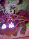 [TodoMarino.com] (TODO VENDIDO) Echinophylias - Montipora - Seriatopora - Anémonas y mas...