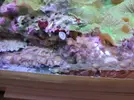 [TodoMarino.com] Vendo corales Zoanthus - Madrid