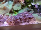 [TodoMarino.com] Vendo corales Zoanthus - Madrid